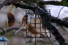 Reed Buntings