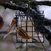 Reed Buntings