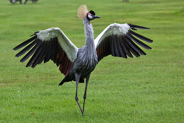 20140926 5426VRAw [D~SFA] Kronenkranich, Vogelpark, Walsrode