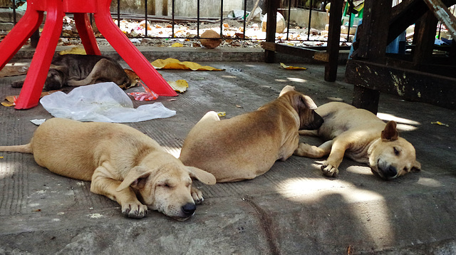 street puppies