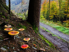 Herbst im Sauerland (1)