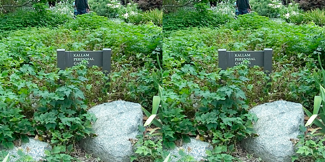 LA County Arboretum stereoscopy 12