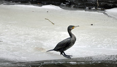 Cormoran en bord Glane, par grands froids