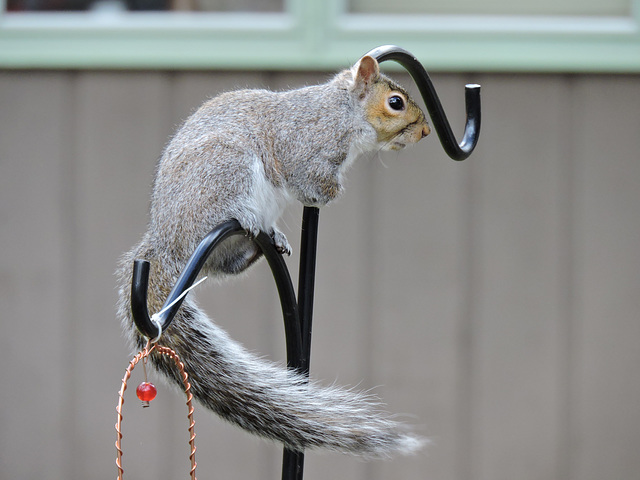 Eastern Gray Squirrel