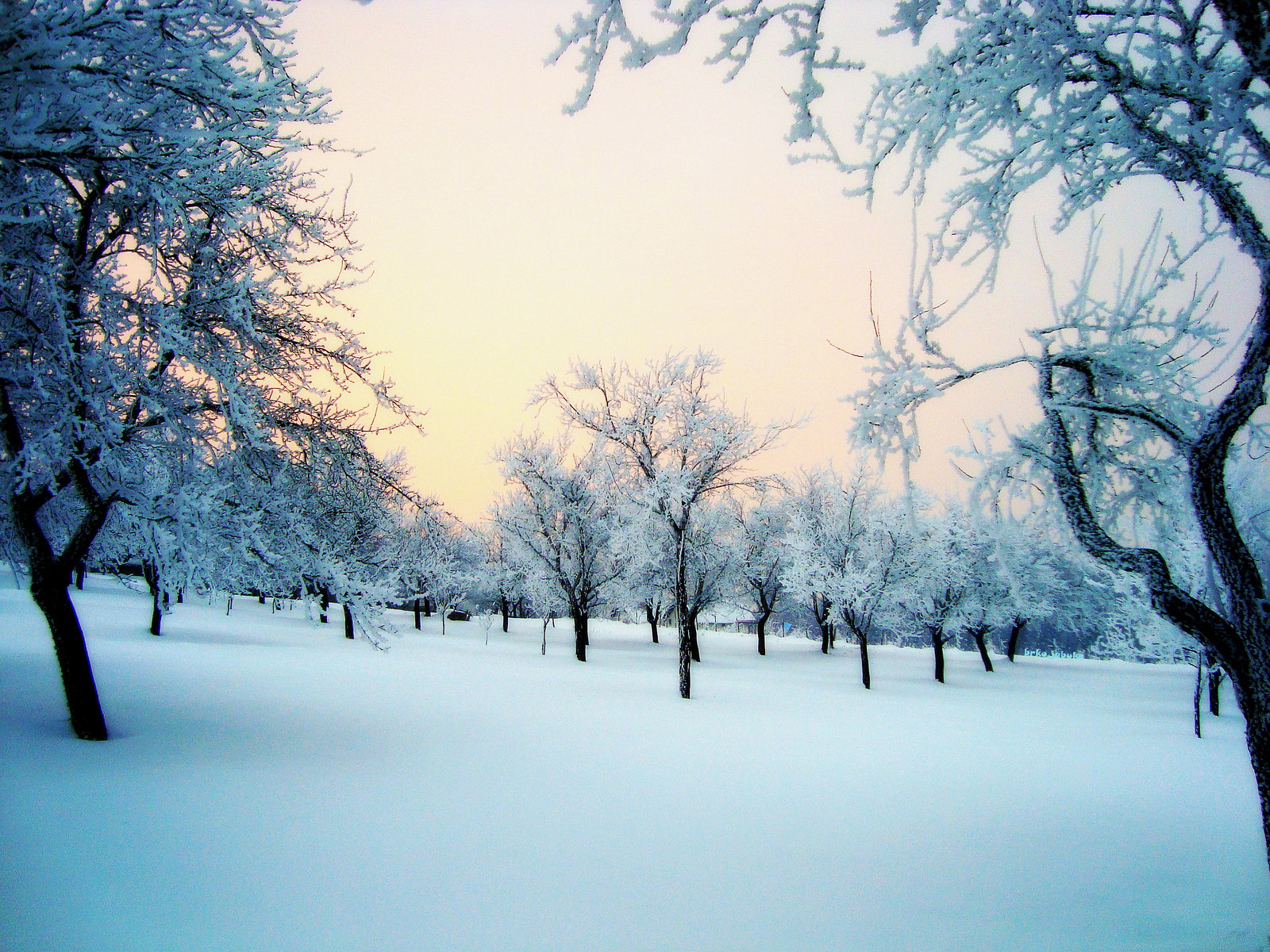 Frosty morning in the orchard