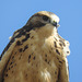 Is this a young Swainson's Hawk?