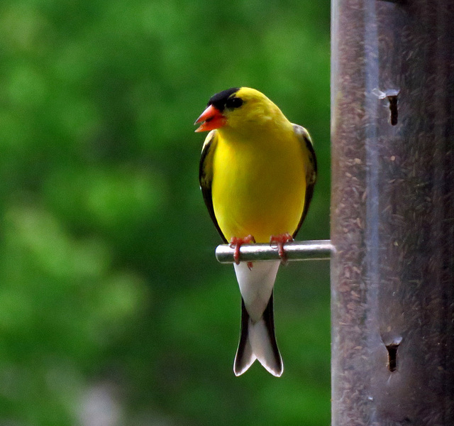 The tiny Goldfinch stands out in any crowd...