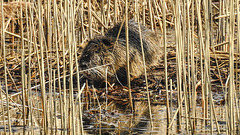 20190406 4497CPw [D~BK] Nutria (Myocastor coypus), Schilf (Phragmites australis), Alte Elbe, Rogätz