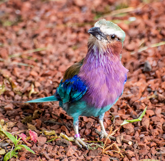 Lilac breasted roller bird