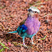Lilac breasted roller bird