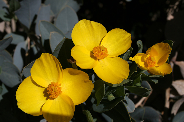 Channel Island Bush Poppy (3640)