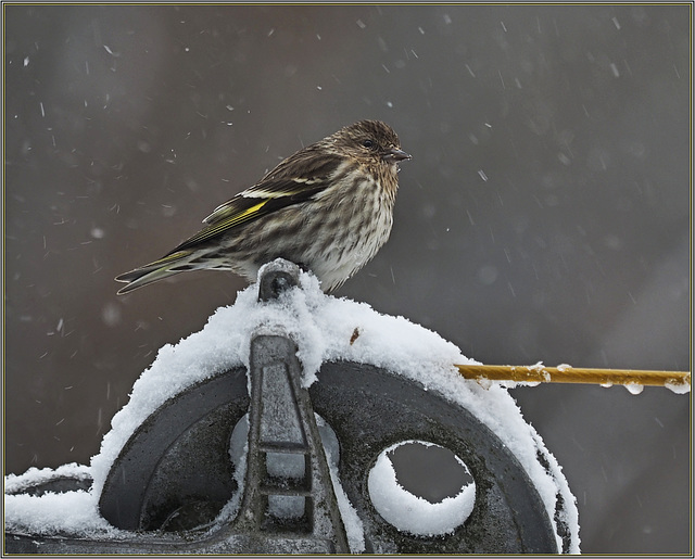 Siskin looming