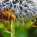 20210802 2355CPw [D~LIP] Hornissen-Schwebfliege (Volucella zonaria), Kugeldistel (Echinops babaticus), Insekt, Bad Salzuflen