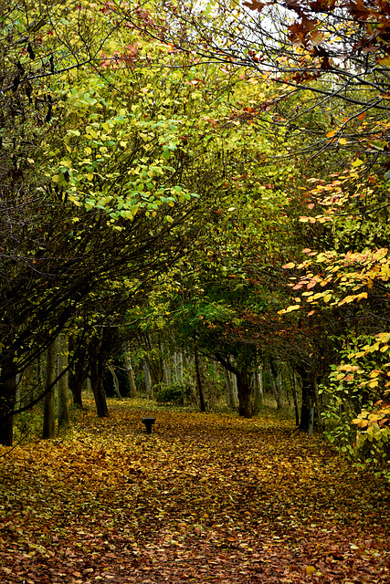 Bench in the woods!