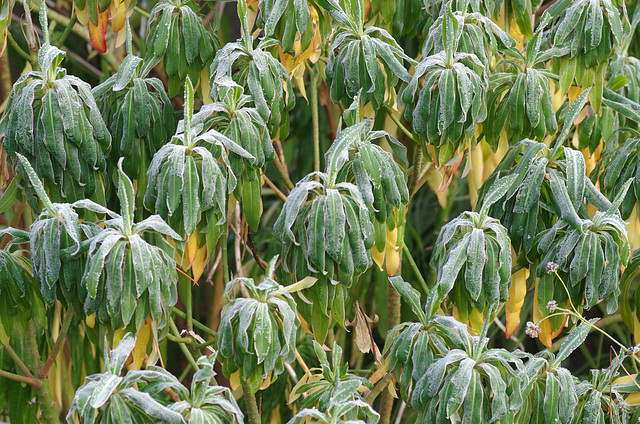 Frosty Euphorbia mellifera