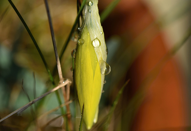 RainDroplets