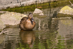 EF7A8551 Mallard Duck