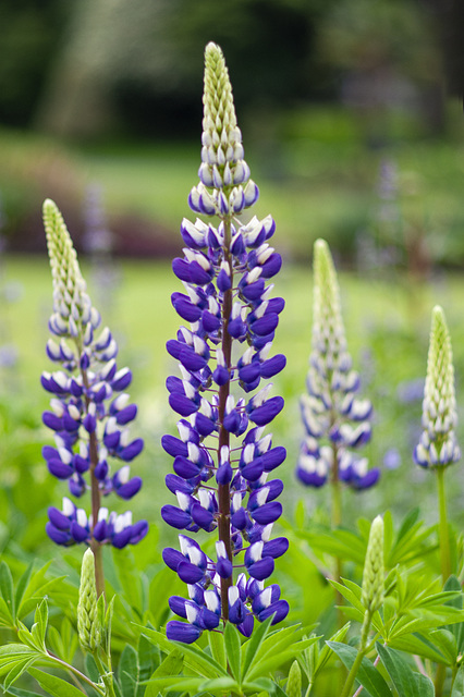 Lupins