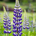 Lupins