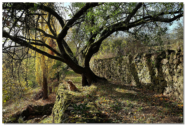 17 Sur le chemin, un arbre...