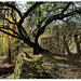 17 Sur le chemin, un arbre...