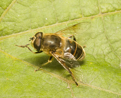 IMG 1544 Hoverfly