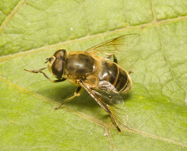 IMG 1544 Hoverfly