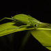 IMG 2947 Grasshopper-1