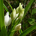 20250503 Forêt Blandas (20)