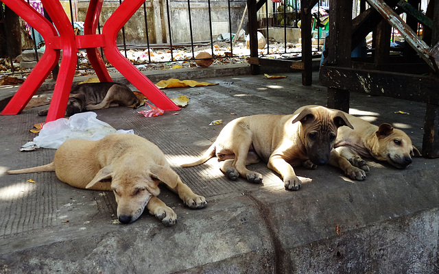 street puppies