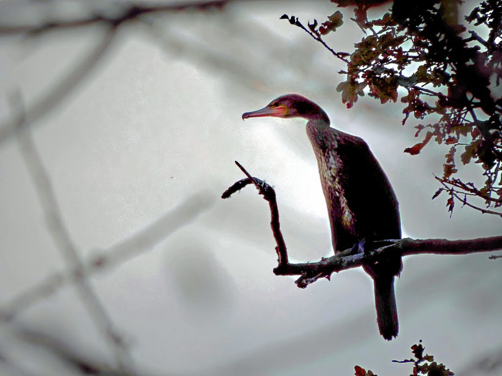 Cormoran en contre jour étang de Lapouge, Haute Vienne
