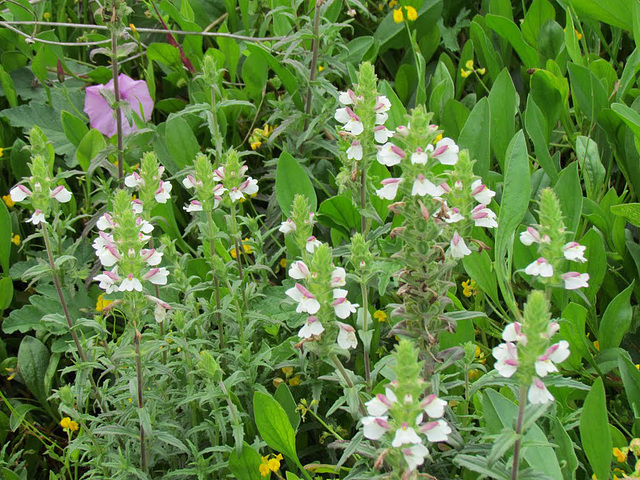 Bellardia trixago, Mediteranean Linseed, Alvor (2014)