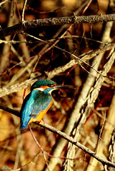 Martin, le Kingfisher Martin, le Kingfisher