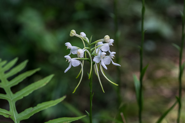 Platanthera integrilabia (White Fringeless orchid)