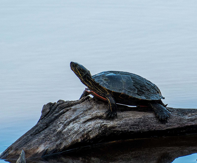A turtle sunning itself at the Bosque