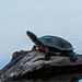 A turtle sunning itself at the Bosque