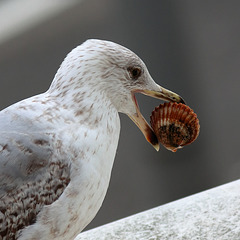 EOS 90D Unknown 15 12 14 16527 SeafoodSebastian dpp