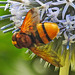 20210802 2358CPw [D~LIP] Hornissen-Schwebfliege (Volucella zonaria), Kugeldistel (Echinops babaticus), Bad Salzuflen