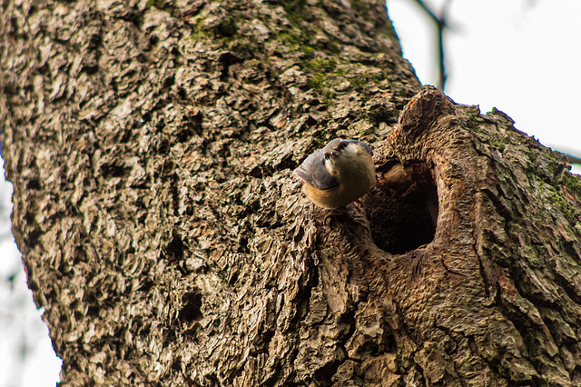 Nuthatch inspecting a nest hole
