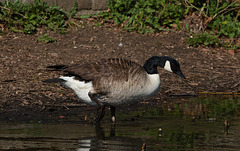 EF7A8525 Goose