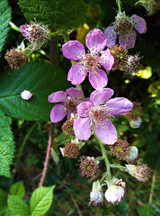 Blackberry flower.