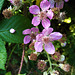 Blackberry flower.