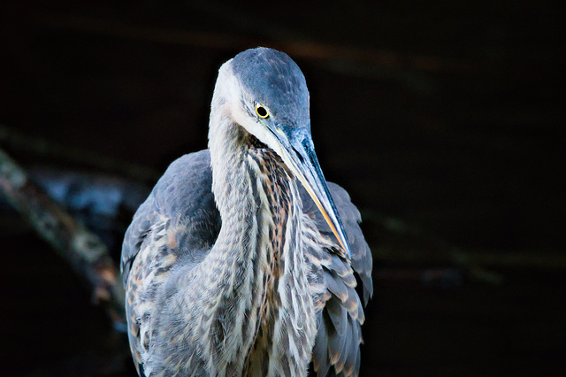 Great blue heron