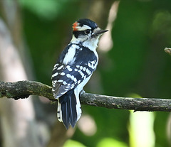 Downy woodpecker _20241005 000941