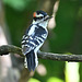 Downy woodpecker _20241005 000941