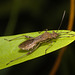 IMG 2948 Bug-1