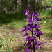 20250503 Forêt Blandas (21)