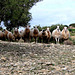 Crete