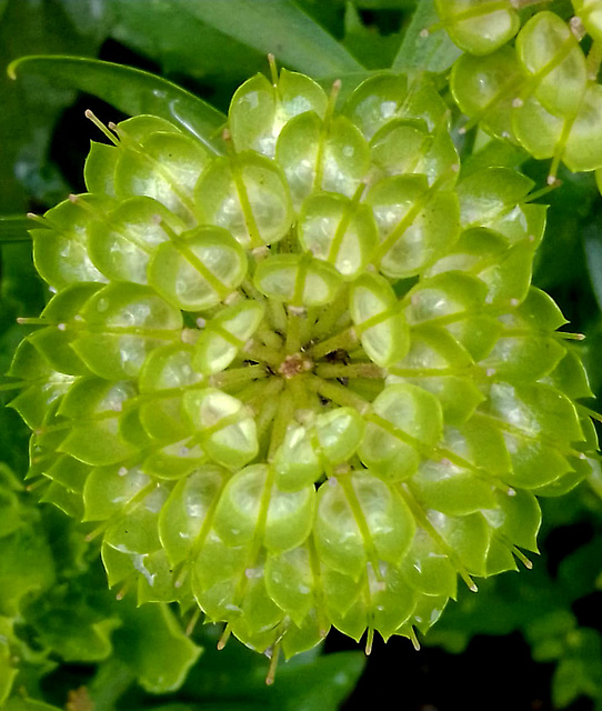 Doldige Schleifenblume