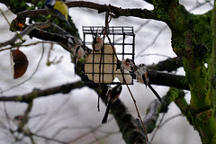 Long Tailed Tits